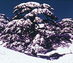 Cedars