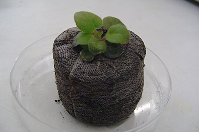 plantcloning-05-big.jpg