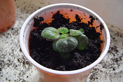 plantcloning-06-big.jpg