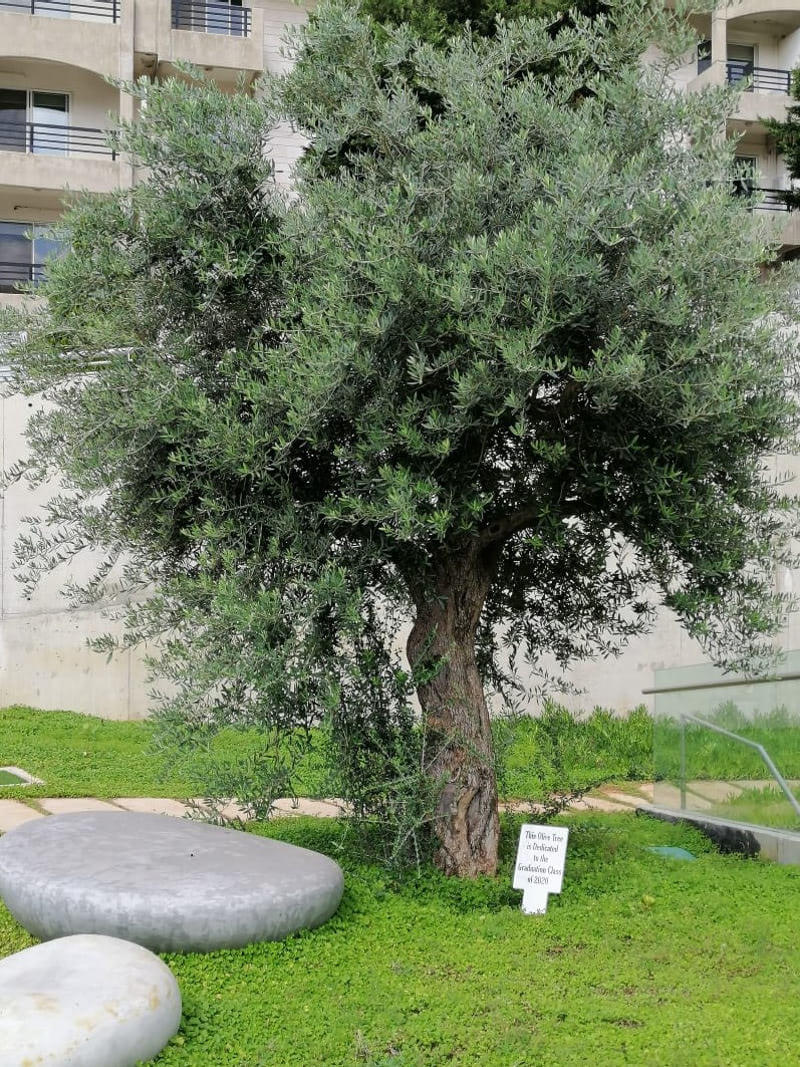 Byblos tree